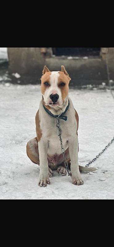 Американский стаффордширский терьер (кобель) Продаем своего верного