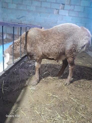 Продаю | Баран (самец) | Для разведения | Племенные at lalafo.kg Продаю | Баран (самец) | Для разведения | Племенные