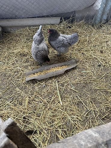 яйцо инкубационное бройлер: Продаю | Куры | Для разведения — 1