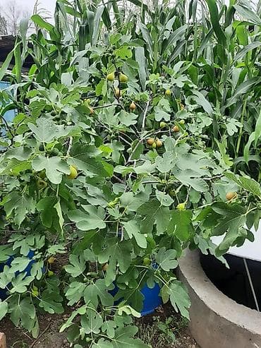 фикус лировидный: Инжир (фикус карика) в контейнерах — плодоносящие и молодые саженцы - — 8