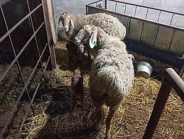 Баран, овца: Продаю | Овца (самка) | Для разведения | Племенные — 1