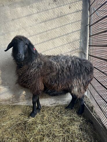 коровы дойный: Сатам | Ургаачы кой (ургаачы) | Көбөйтүү үчүн — 9