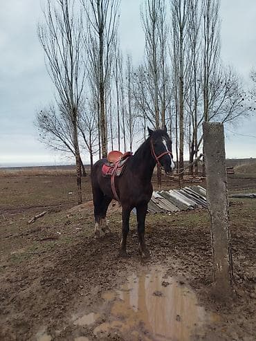Продаю | Кобыла (самка) | Рабочий at lalafo.kg Продаю | Кобыла (самка) | Рабочий