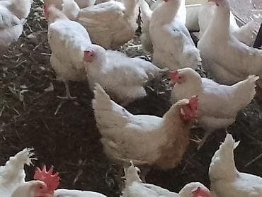 продаю курицы: Продаю | Куры | Бройлерная | На забой — 2