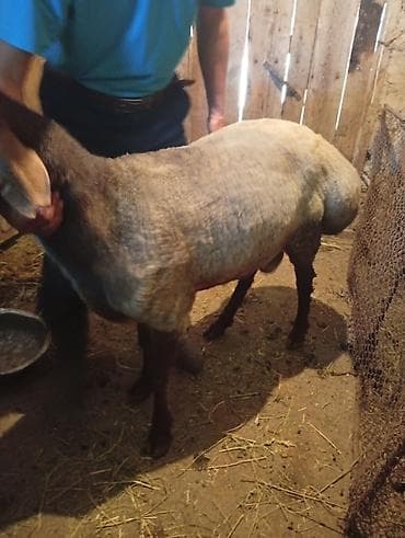 африканские сом: Продаю | Овца (самка) | Для разведения | Матка — 1