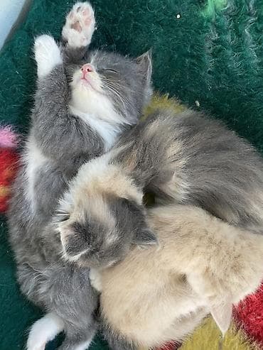 сиамская кошка цена бишкек: Отдам котят в хорошие и заботливые руки 🐾 Котята приучены к лотку — 1