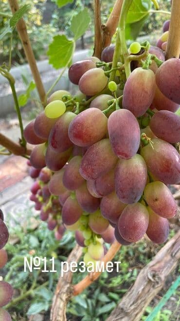 куплю саженцы винограда: Продаю Саженцы столового винограда — отборные сорта: -Хусейне черный — 2