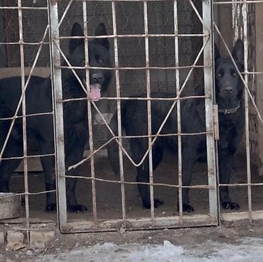 Животные: Готовятся к продаже щенки Восточно европейской овчарки В.Е.О элитных — 4