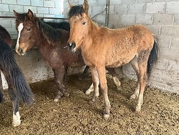 Грызуны: Продаю | Жеребенок | Полукровка | Для разведения — 1