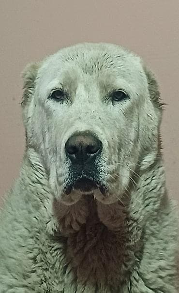 отель для собак: Алабай, крупный молоссоидный тип (азиат/алабай). - Мощный костяк — 1