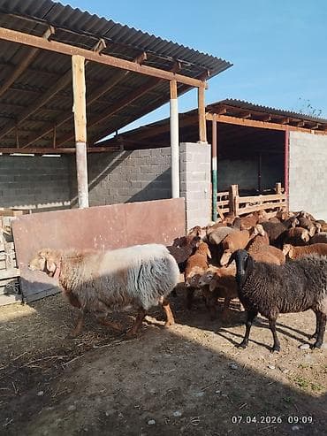 дакан шамо: Продаю | Ягненок | Арашан | Для разведения | Племенные — 10