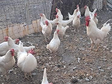 дакан курица: Продаю | Куры | Леггорн | Несушки — 1