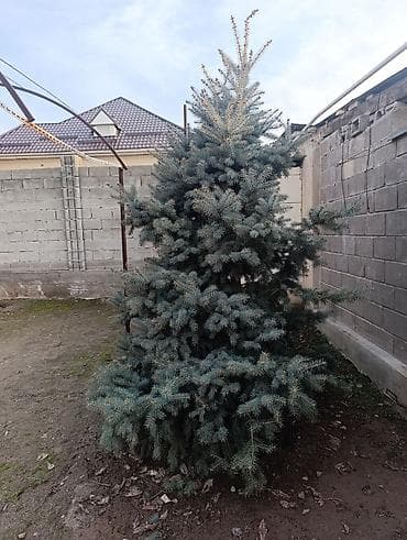 елки новогодние купить: Ёлка 3 метра — 5