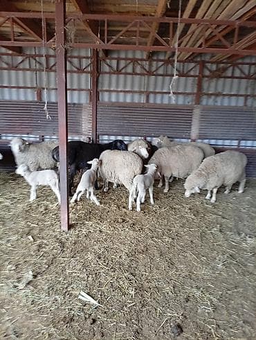 белый мёд: Продаю | Овца (самка) | Для разведения | Матка — 3