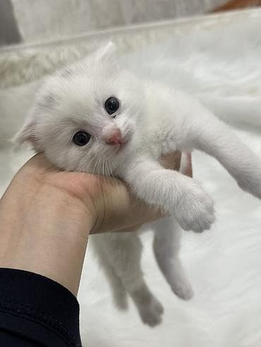 Кошки: Скотиш Фолд (Шотландская вислоухая), 1 месяц, Девочка, Белый — 1
