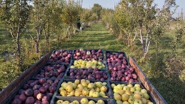 картинка сурот: Алмалар Чекене — 1