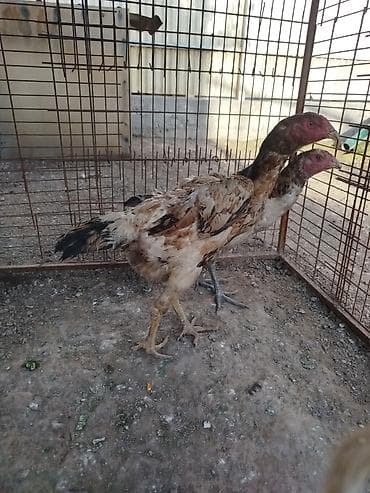 Птицы: Дакан мекиштер сатылат активный алмашу жолдору бар адрес Заря Тынчтык — 2