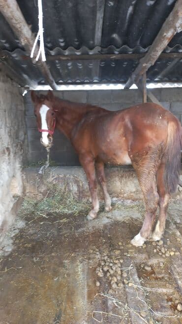 большая кошка: Продаю | Кобыла (самка) | Рабочий — 4