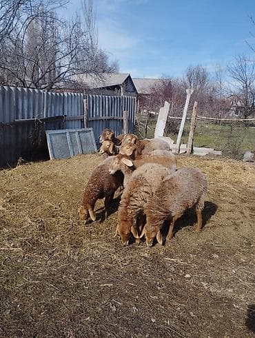 мышык кара балта: Сатам | Козу | Арашан | Көбөйтүү үчүн | Токту — 2