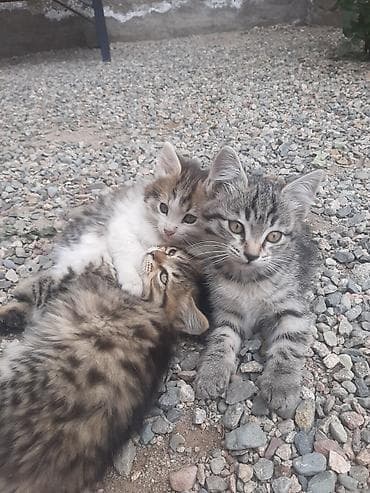 кошки бесплатные: Бесплатно, котята 
бекер мыйлар — 1