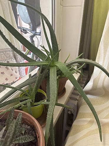 aloe: Алоэ — 1