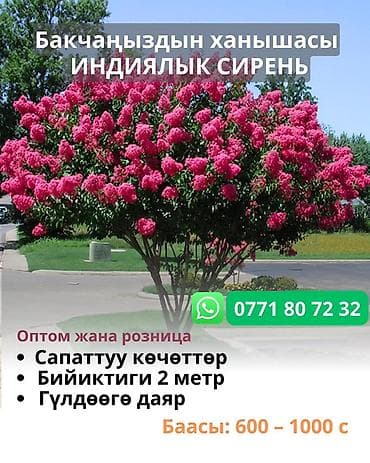 Саженцы деревьев