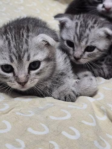 Мышыктар: Отдам даром!!! Шотландские котята (скоттиш-фолд/страйт) — 1