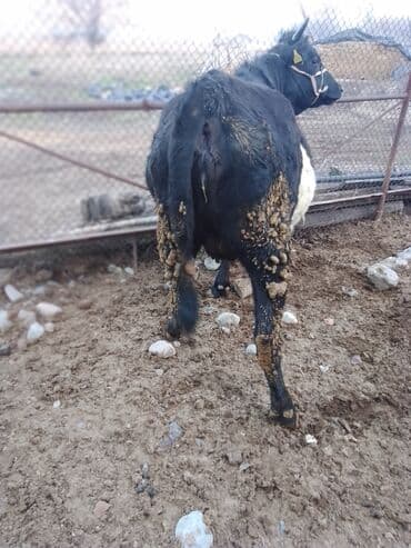 корову дойную: Продаю | Корова (самка) | Полукровка | Для разведения — 3