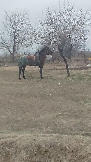 жорго атар: Сатам | Жылкы (эркек) | Кара Жорго | Ат спорту | Асыл тукумдуу — 1