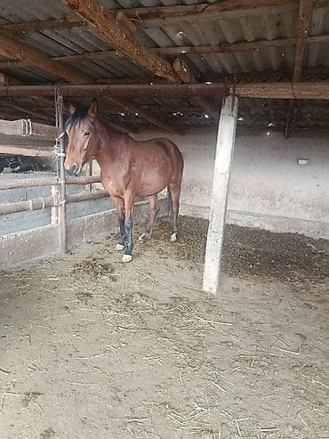 симментал бык: Продаю | Кобыла (самка) | Английская | Рабочий | Племенные — 1