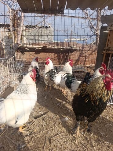 сколько стоит кошка в бишкеке: Продаю | Петух | Домашняя | Для разведения, На забой, Несушки — 4