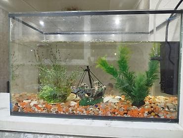 аквариум на заказ: Аквариум прямоугольный с оформлением “морское дно”. Комплектация и — 4