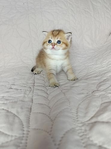 кошка майкун: Скотиш Страйт (Шотландская прямоухая), 1 месяц, Мальчик, Золотая шиншилла — 3