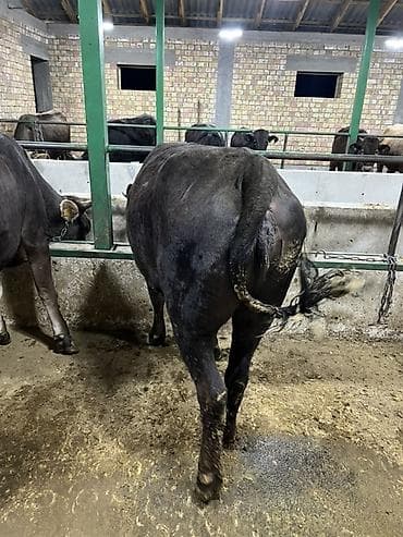 каровы и быки: Продаю | Тёлка | Полукровка | На откорм, На забой, Для разведения | Привязанные — 2