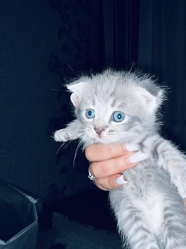 кошка белый: Котята, помет короткошёрстных серых и тигровых окрасов. Описание — 1