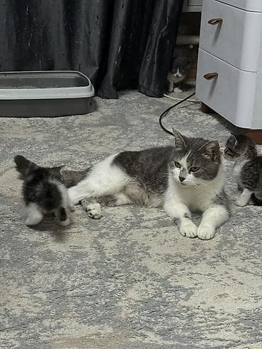 джек расл: Котята от кошки шатландская прямоухая .Есть котенок голубой окрас без — 6