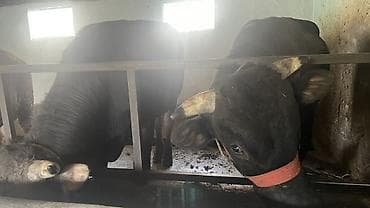 дом животные: Продаю | Бык (самец) | На откорм | Привязанные — 2