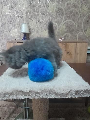 манчкин кошка: Отдадим котят только в добрые руки !! — 6