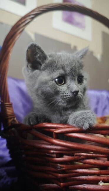 Продам котят шотландской породы окрас голубой (blue).Родилась 20