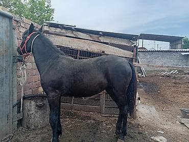 лошад: Продаю | Кобыла (самка) | На забой — 8