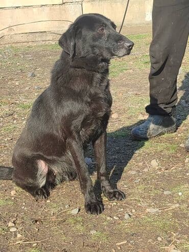 домик для большой собаки: Ищем дом прекрасной и крупной собаке. Рожать не будет,привезём сами — 4