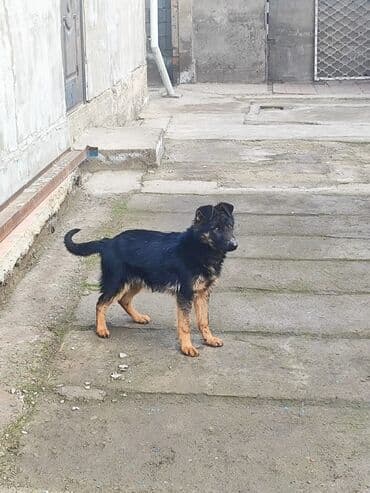 английский дог цена: Немецкая овчарка, 4 месяца, Самка, С прививкой, С родословной — 6