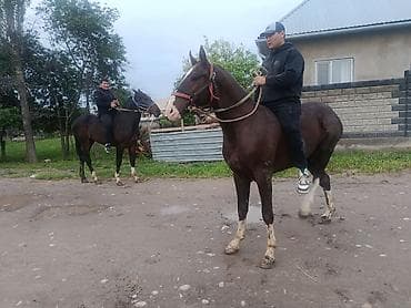 продажа страусов: Продаю | Конь (самец) | Конный спорт — 2