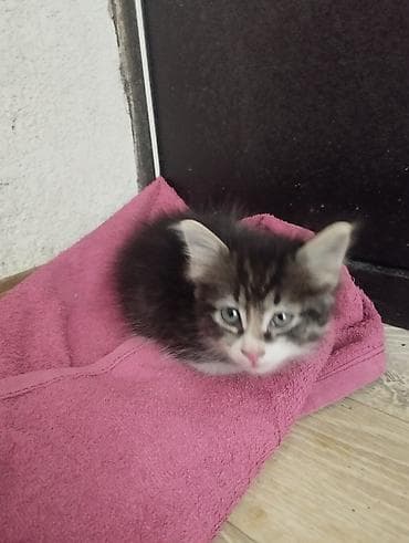 отдам даром котенка бишкек: Беспородная, 1 месяц, Мальчик, Проглистована — 2