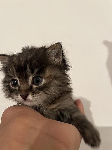 квочка куры: Продажа кошек — 1