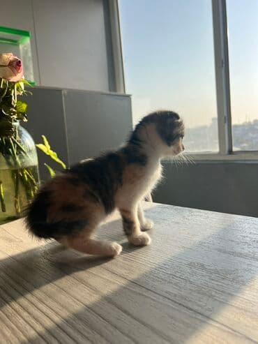 цена померанского шпица: Продает 3 котенка за 5000 сом По отдельности 2000 Мама Шотландская — 4