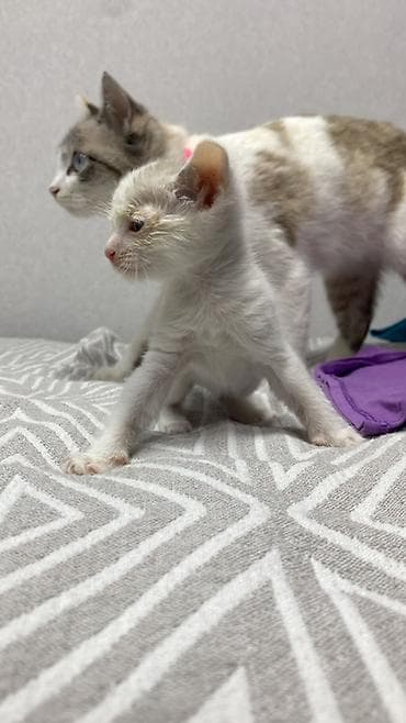 котенок даром: Котята в добрые руки - Дата рождения: 7 марта (указано на постере). - — 6