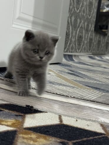 шатланский кошки: Только одна осталась ( девочка) Шотландские котята (/страйт) серого — 4