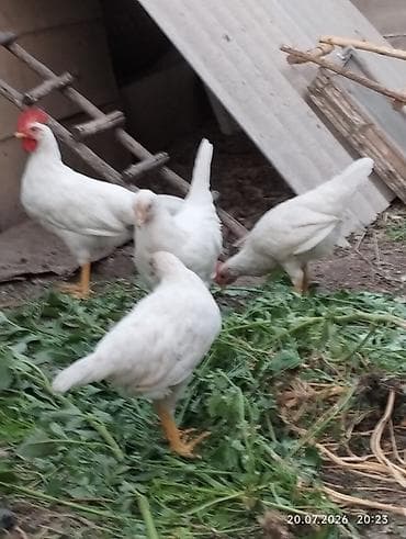 Животные: Продаю курочки Леггорн. 12 штук . 3х месячные. есть — 6