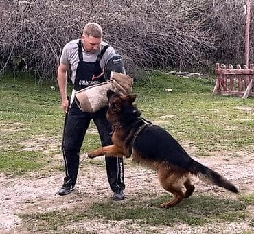 немецкий сабака: Вязка: Немецкая овчарка, Самец, 3 года, С родословной — 10